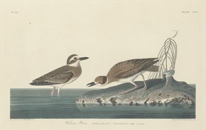 Kulík Wilsonův od Robert Havell after John James Audubon