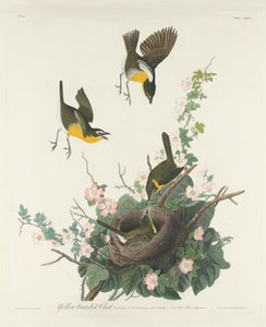 Žlutoprsý Chat od Robert Havell after John James Audubon
