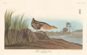 Žlutoprsá kolejnice od Robert Havell after John James Audubon