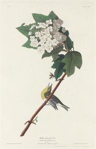 Vireo žlutohrdlý od Robert Havell after John James Audubon