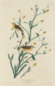 Žlutá pěnice červená od Robert Havell after John James Audubon