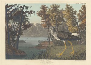 Žlutá stopka od Robert Havell after John James Audubon