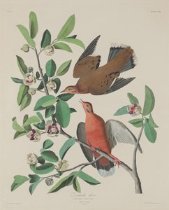 Zenaida Doveová od Robert Havell after John James Audubon