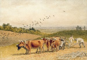 Voli orat Downland pole