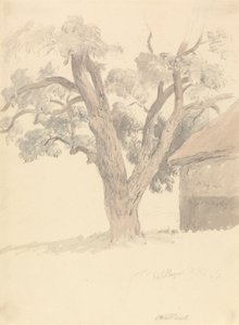 Ořešák vlašský od Robert Hills