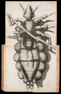 Skládací ilustrace vši na pramínku vlasů z „Micrographia“ o pozorováních mikroskopem od Roberta Hooka publikovaná v roce 1665 od Robert Hooke