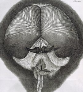 Šedá moucha, pozorování XXXIX z Hookes Micrographia, 1664 od Robert Hooke