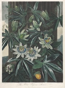 The Temple of Flora, or Garden of Nature: The Blue Passion Flower, 1800.