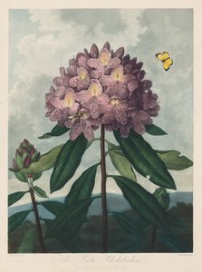Chrám Flóry nebo zahrada přírody: Pontský rododendron, 1799-1807.
