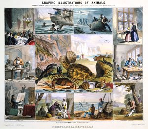 Korýši a plazi, c1850