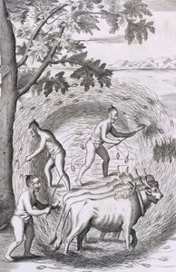 Způsob šlapání rýže, z hospody An Historical Relation of the Island Ceylon. 1681 rytina od Robert Knox