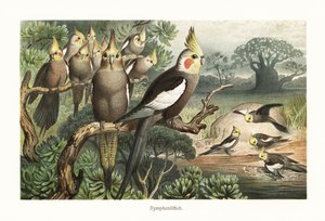 Hejno korel, Nymphicus hollandicus, u vodní díry. 1882 (chromolitograf) od Robert Kretschmer