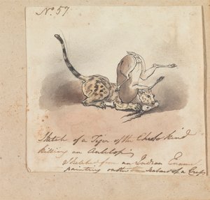 Gepard zabíjející antilopu od Robert Mabon