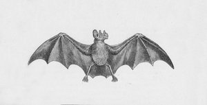 Vampire Bat, c1885, 1890