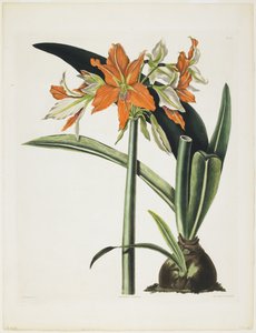 Amaryllis fulgida (Amaryllis tubed-Tubed), 1831-34 (akvatinta s rytinou, barevně tištěná a ručně kolorovaná)