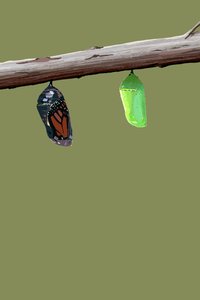 Monarch Cocoons, 2022 (digitální) od Roberta Murray