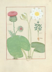 Ostropestřec, leknín a rostlina skočec, ilustrace z Knihy jednoduchých léků, Matthaeus Platearius od Robinet Testard