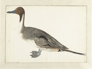 Drake Pintail od Rochus van Veen