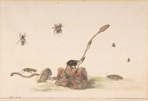 Různé druhy hmyzu houbou, 1681. od Rochus van Veen