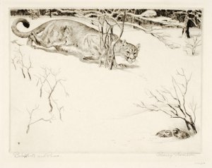 Bob-bílý a Puma od Rodney Thomson