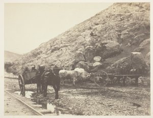 Dobytek a vozy, odjezd z Balaklavy od Roger Fenton