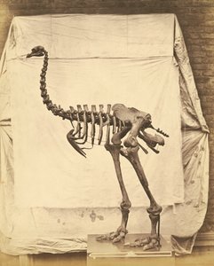 Dinornis Elephantopus Dinosaurus od Roger Fenton