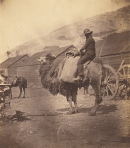 [Muž jedoucí na velbloudu] od Roger Fenton