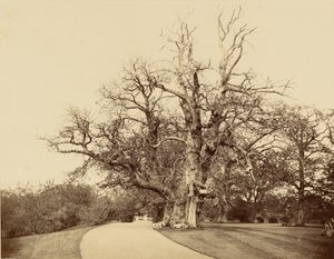 [Studie stromu a příjezdové cesty] od Roger Fenton