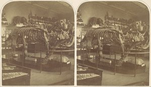 Megatherium, Britské muzeum, 50. léta 19. století. od Roger Fenton
