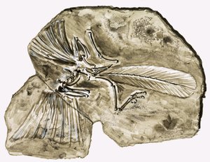 Ve dnech dinosaurů: Tajemství v kameni od Roger Payne