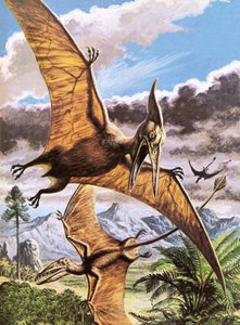 Pteranodon (nahoře) a Rhamphorhynchus (dole) od Roger Payne