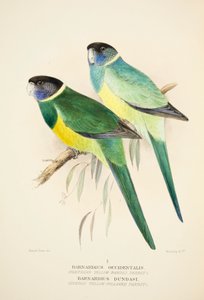 Žlutý papoušek páskovaný severní a papoušek límcový Dundas Yellow, hospoda. 1916 ručně kolorovaná rytina od Roland Green