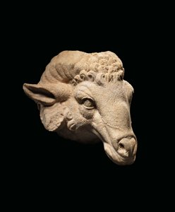 Hlava berana, cca 1. století před naším letopočtem - 1. století našeho letopočtu (mramor) od Roman Roman