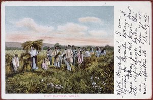 Pohlednice zobrazující sklizeň rumunských rolníků, 1906