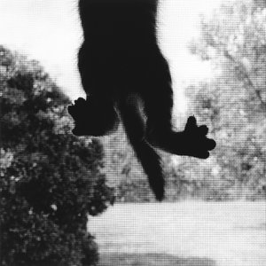 Lezení Cat od Ron Evans