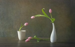 Zátiší s elegantními růžovými tulipány