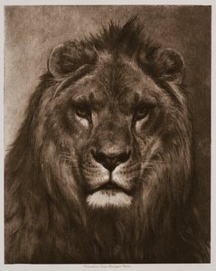 Lev od Rosa Bonheur