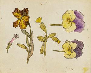 Studie květin - maceška, květina wallflower od Rosa Brett