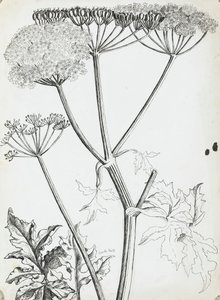Kravská petržel