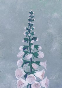Květ bílé náprstnice od Rosana Laiz Blursbyai