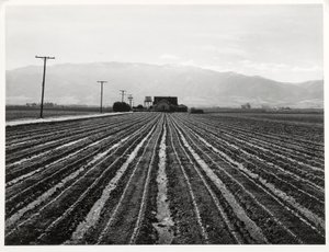 Mladý salát, Salinas, Kalifornie od Russell Lee