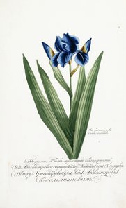 Iris Germanica, 1797-1803 od Russian School