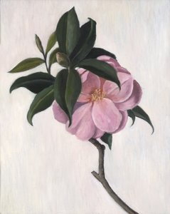 Kamélie, 1998
