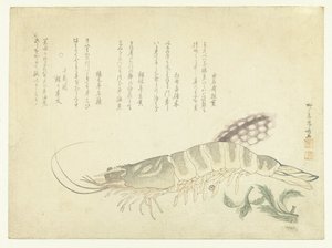 Raci a sépie od Ryuryukyo Shinsai