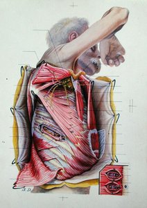 Pitva pravé boční strany hrudníku, z knihy o anatomii (barevná rytina) od S. Dupret