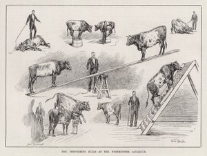 The Performing Bulls at the Westminster Aquarium (rytina)