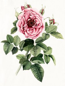 Kvetoucí růžová růže od Salome