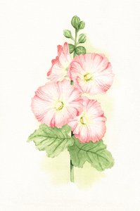 Růžové hollyhocky – akvarel od Salome