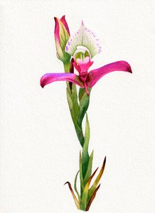 Růžový květ orchideje od Salome