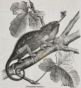 Chameleon africký, litografie Salvatore Puglia z Poliorama Pittoresco, n 30, 4. března od Salvatore Puglia